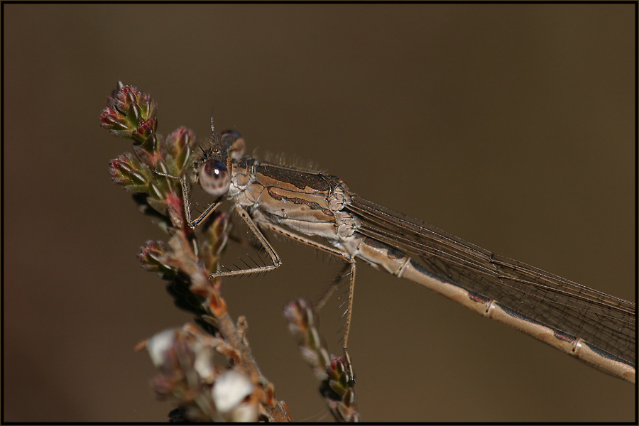 Sibirische Winterlibelle (Sympecma paedisca)