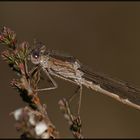 Sibirische Winterlibelle (Sympecma paedisca)