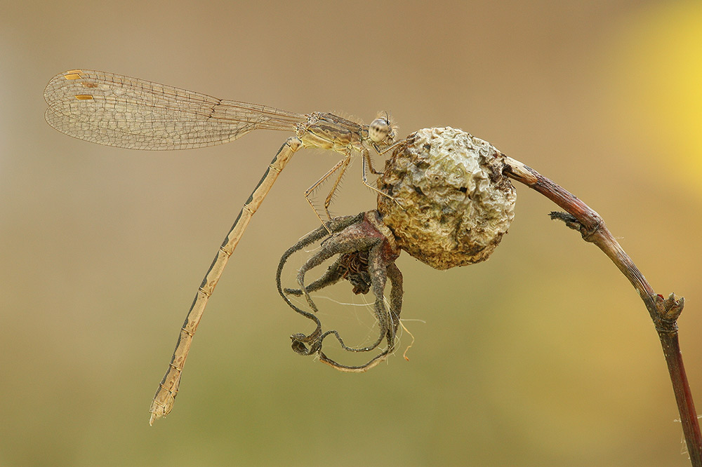 Sibirische Winterlibelle (Sympecma paedisca)