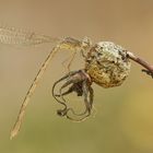 Sibirische Winterlibelle (Sympecma paedisca)