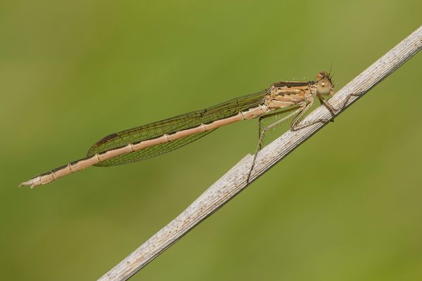 Sibirische Winterlibelle (Sympecma peadisca)