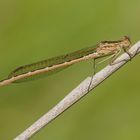 Sibirische Winterlibelle (Sympecma peadisca)