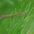 Sibirische Winterlibelle, Weibchen