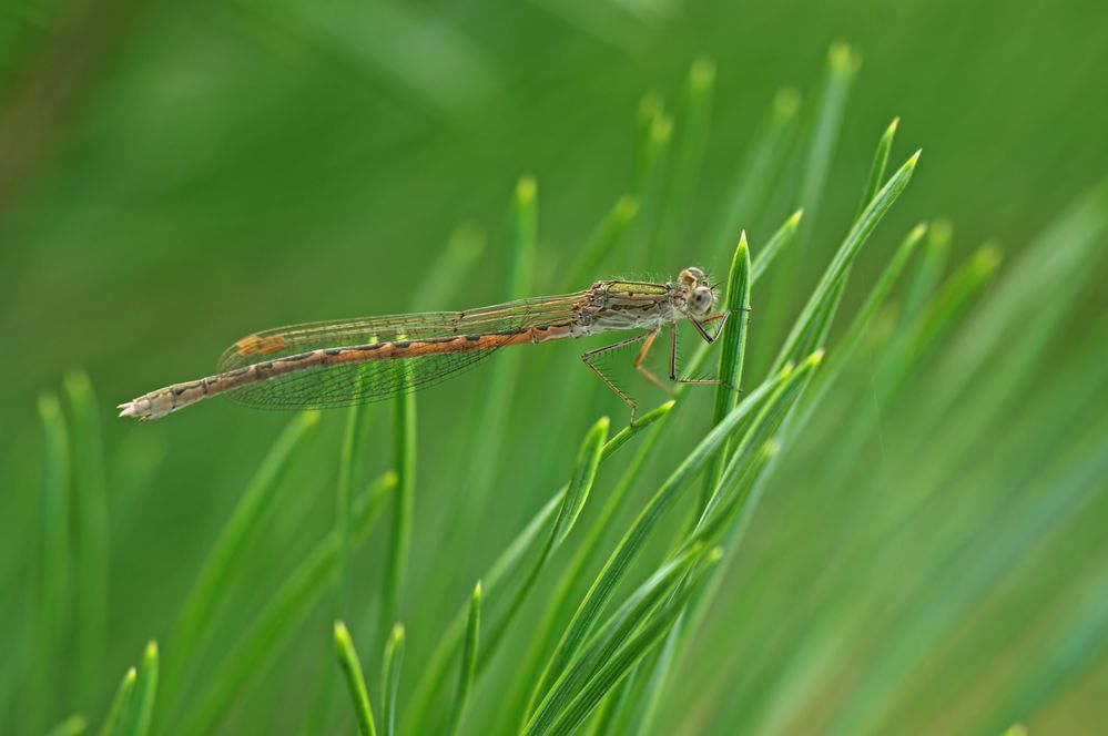 Sibirische Winterlibelle, Weibchen