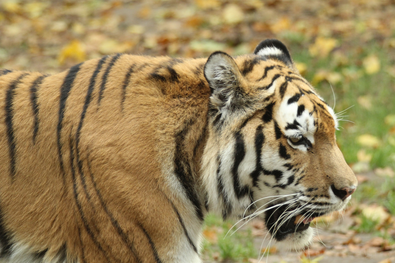 Sibirischer-Amur-Tiger