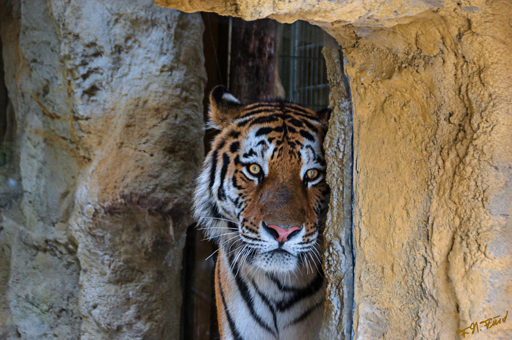 Sibirischer/ Amur-Tiger