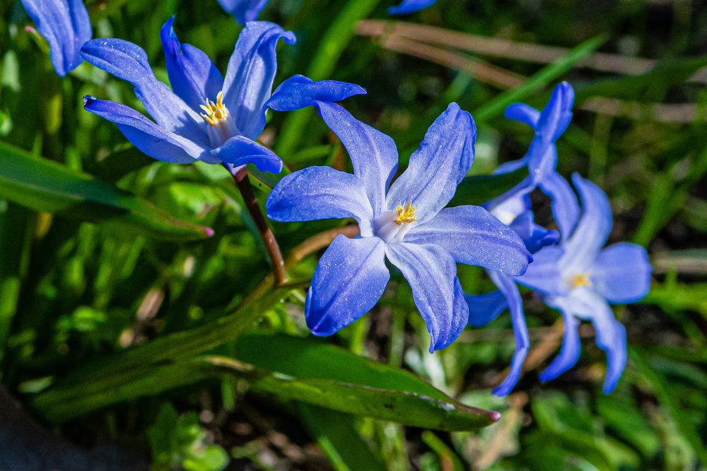 Sibirischer Blaustern