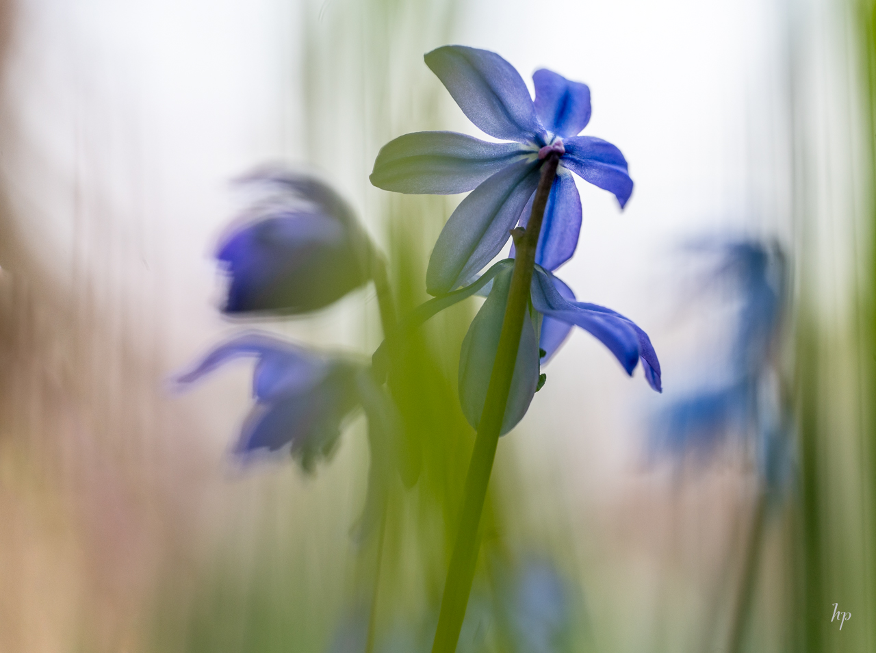 Sibirischer Blaustern