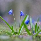 ~  Sibirischer Blaustern  ~