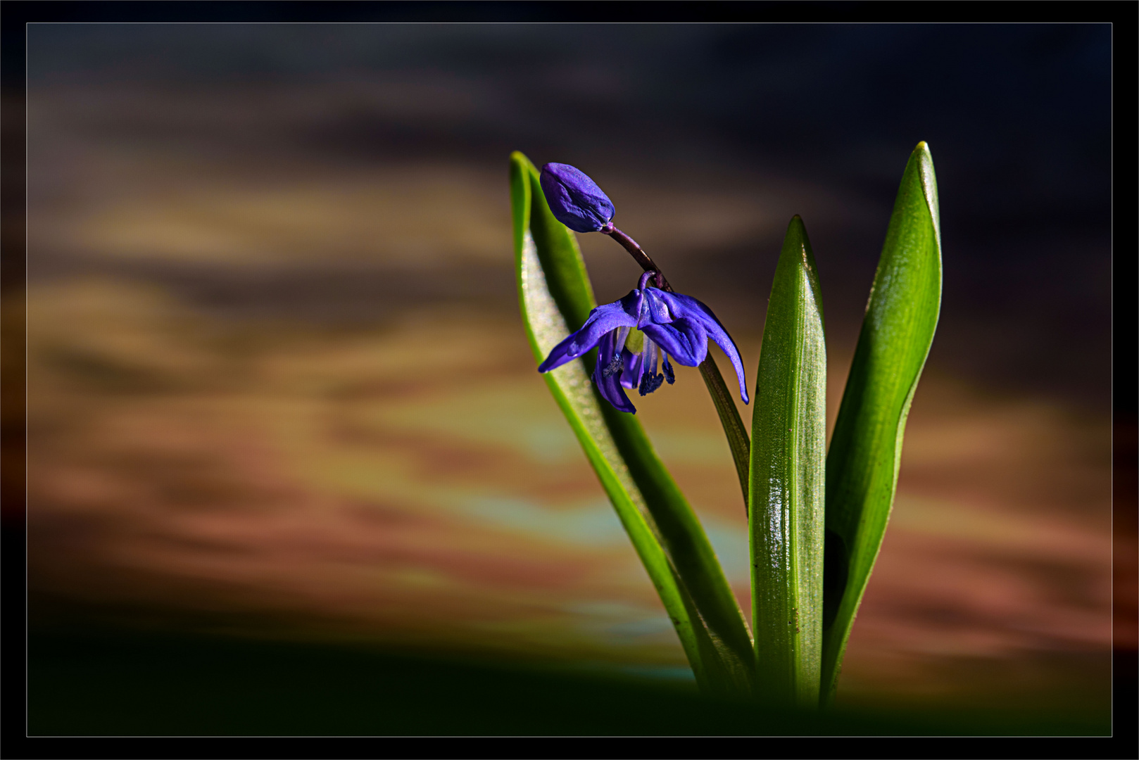 Sibirischer Blaustern