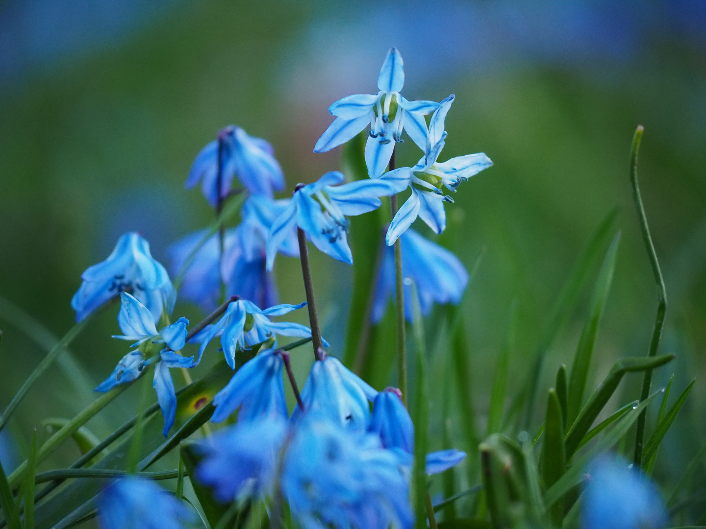 Sibirischer Blaustern