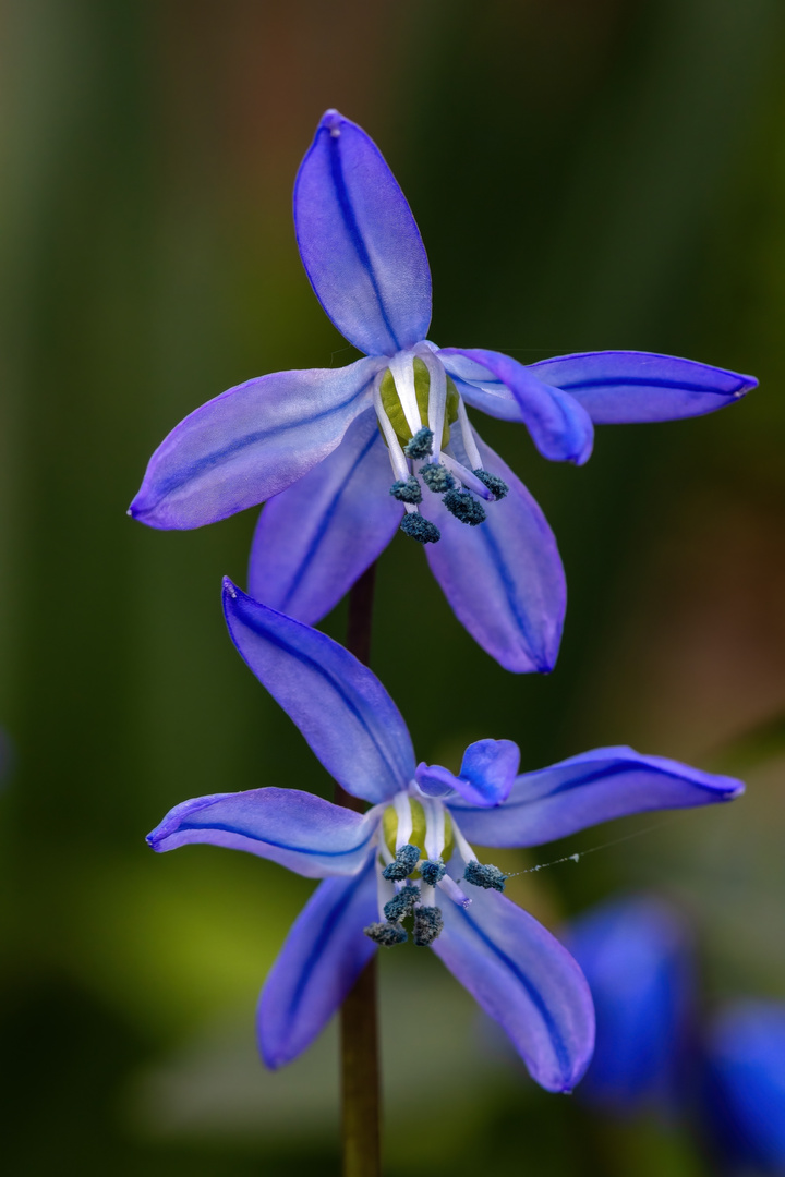 Sibirischer Blaustern