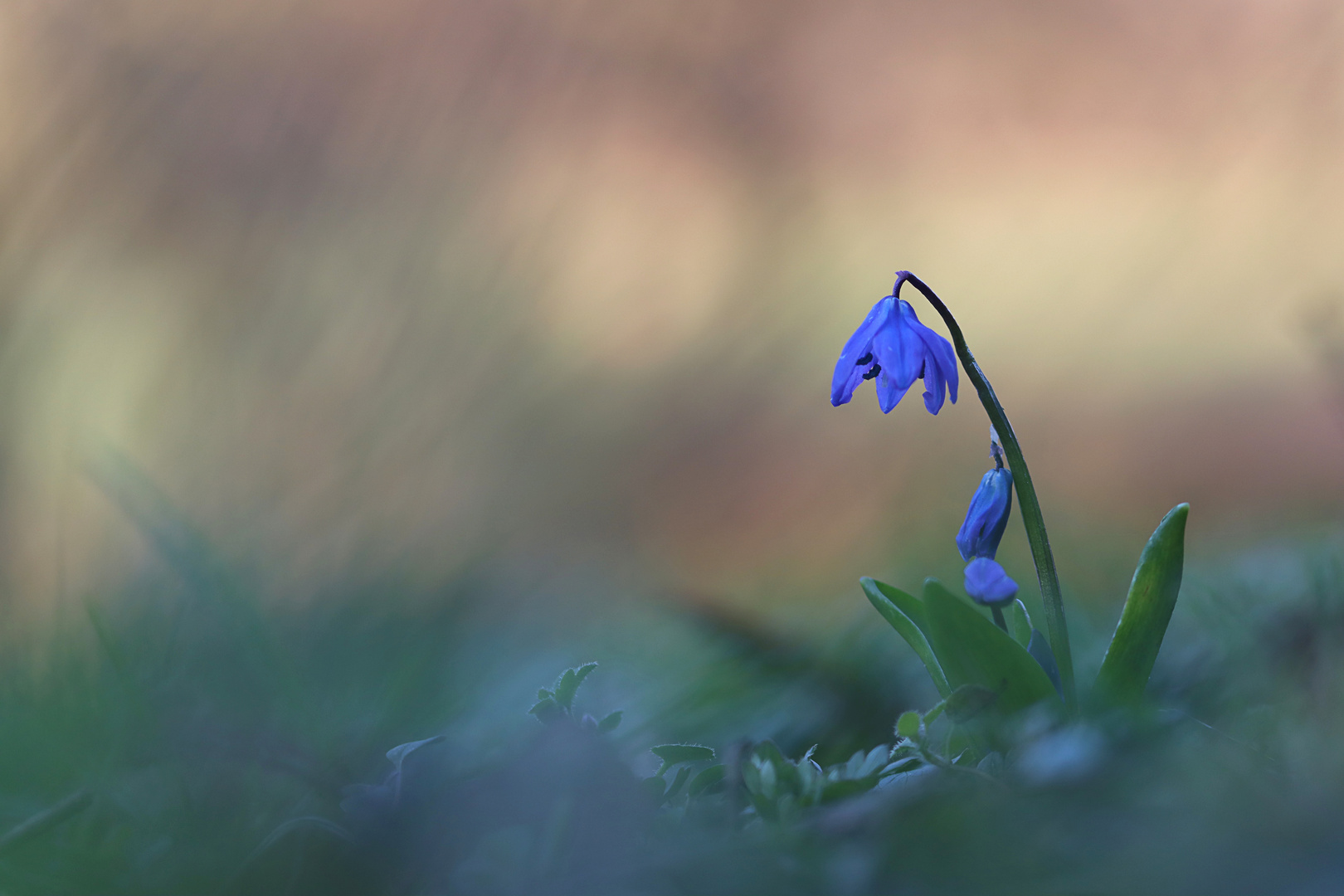 Sibirischer Blaustern Foto & Bild pflanzen, pilze & flechten, blüten