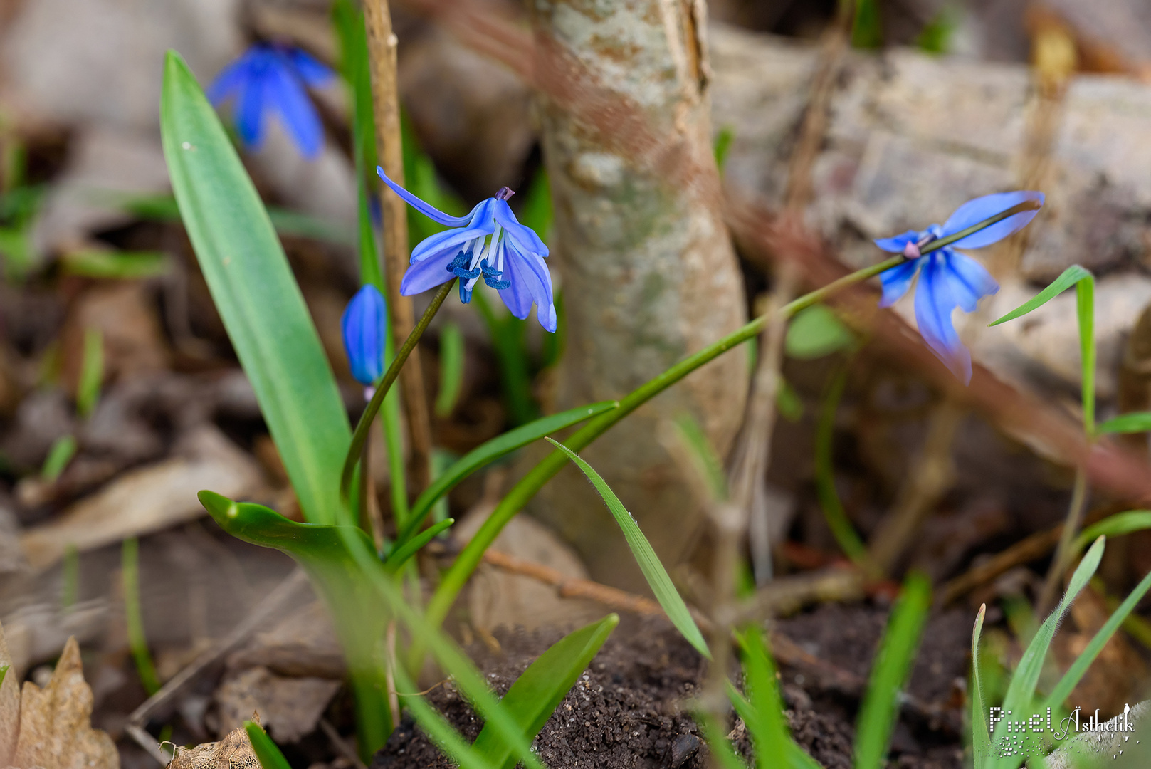 Sibirischer Blaustern