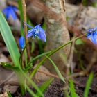 Sibirischer Blaustern