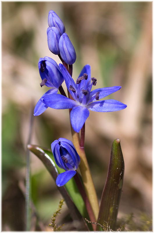 Sibirischer Blaustern