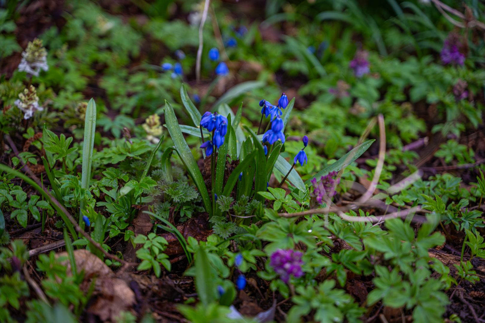 Sibirischer Blaustern