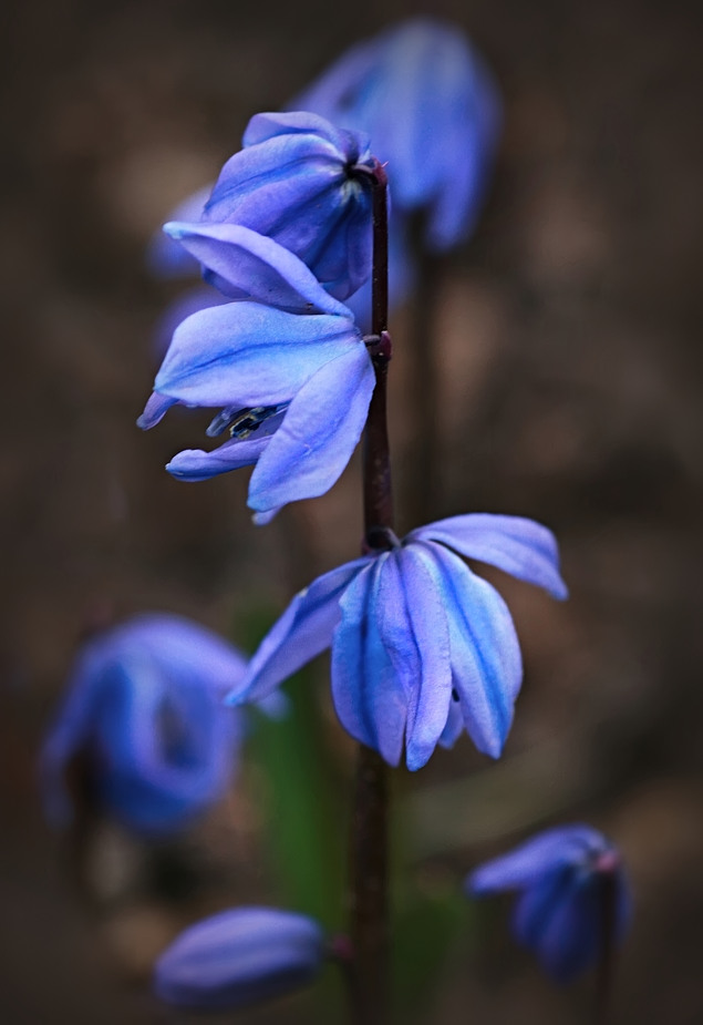 Sibirischer Blaustern