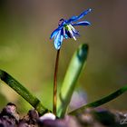 Sibirischer Blaustern 