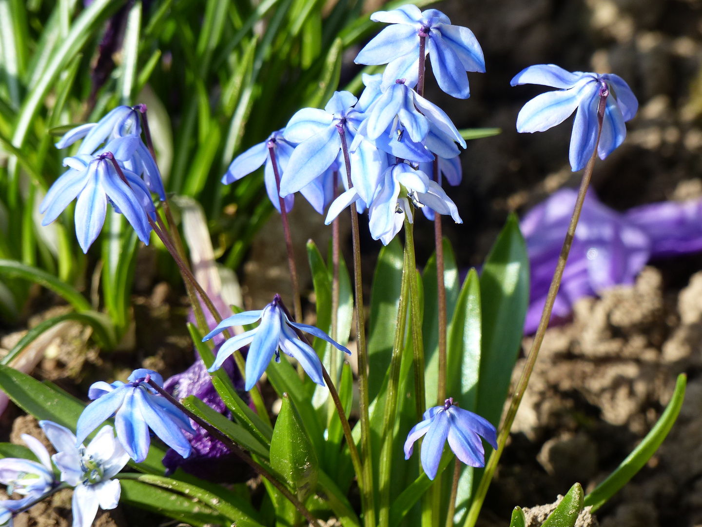 Sibirischer Blaustern Nickende Sternhyazinthe Foto & Bild pflanzen