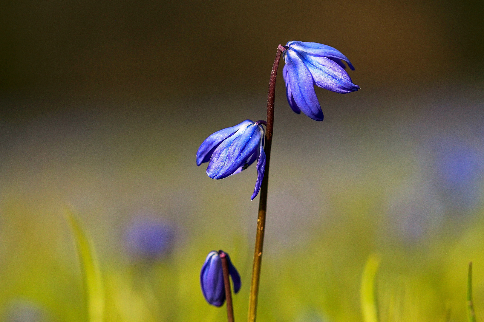 Sibirischer Blaustern (Scilla siberica)