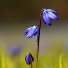 Sibirischer Blaustern (Scilla siberica)