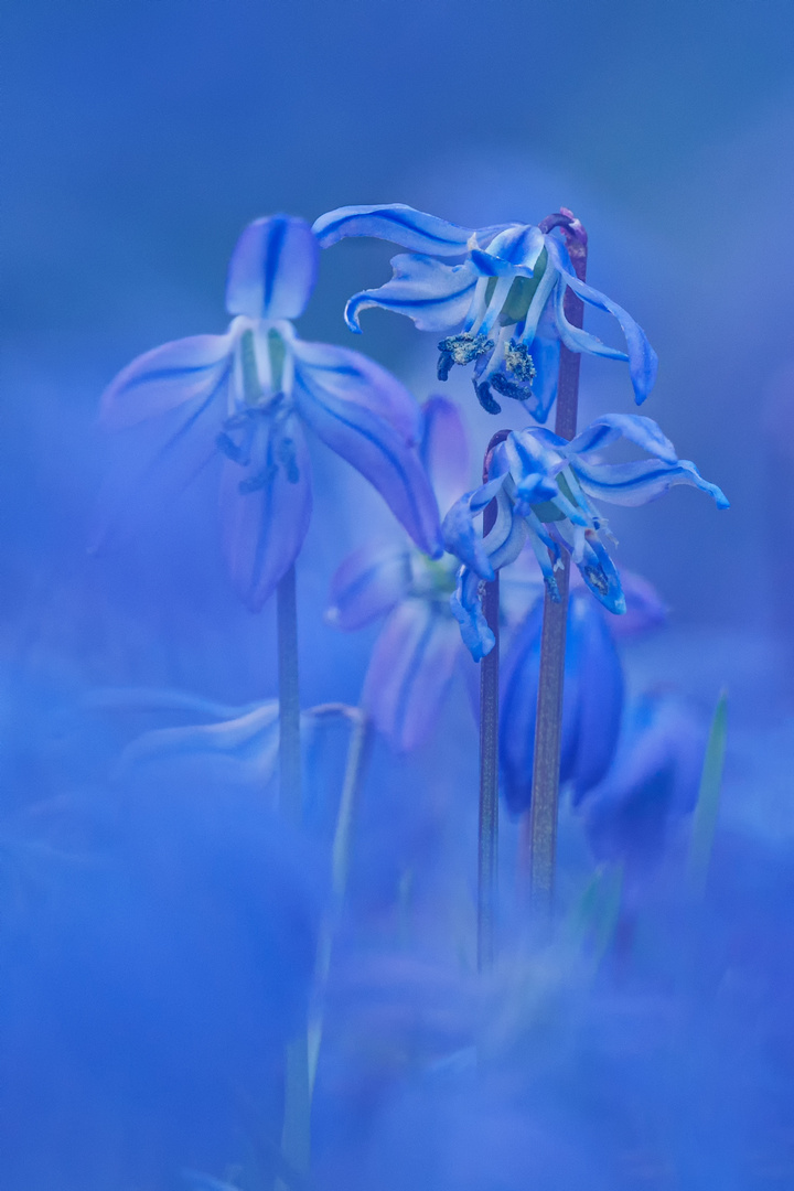 Sibirischer Blaustern  ( Scilla siberica )