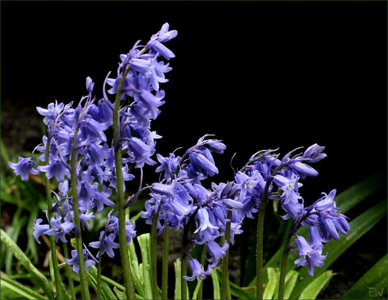 Sibirischer Blaustern (Scilla siberica)...