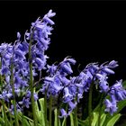 Sibirischer Blaustern (Scilla siberica)...