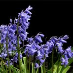 Sibirischer Blaustern (Scilla siberica)...