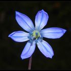 Sibirischer Blaustern (Scilla sibirica)