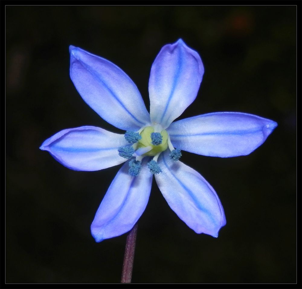 Sibirischer Blaustern (Scilla sibirica)