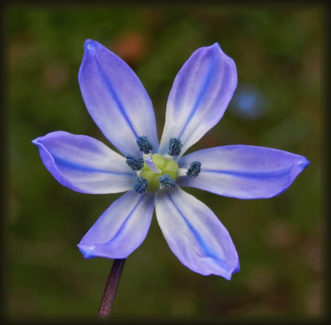 Sibirischer Blaustern (Scilla sibirica) Makro Foto & Bild pflanzen