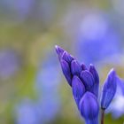 Sibirischer Blaustern - Sibirische Sternhyazinthe