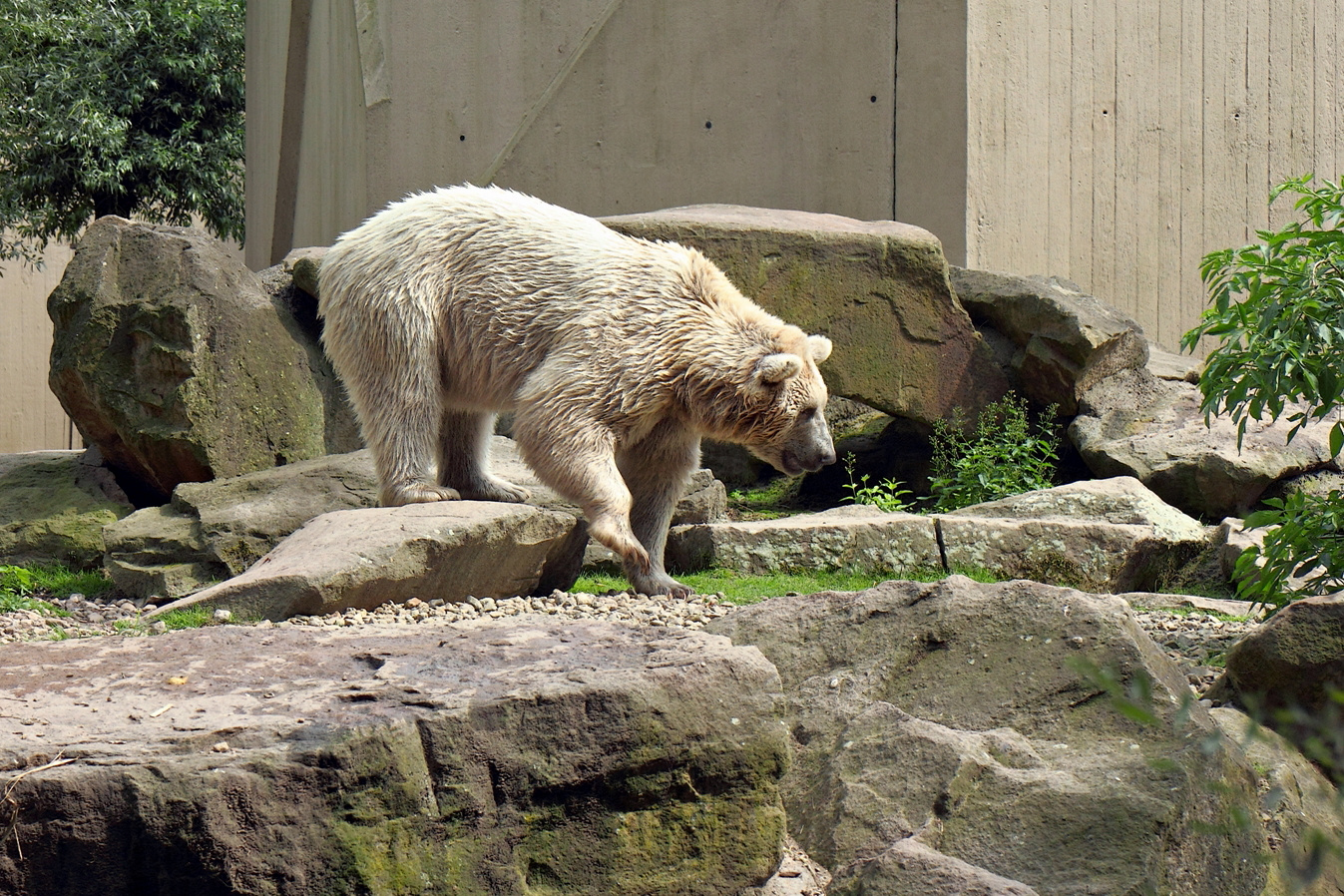 Sibirischer Braunbär