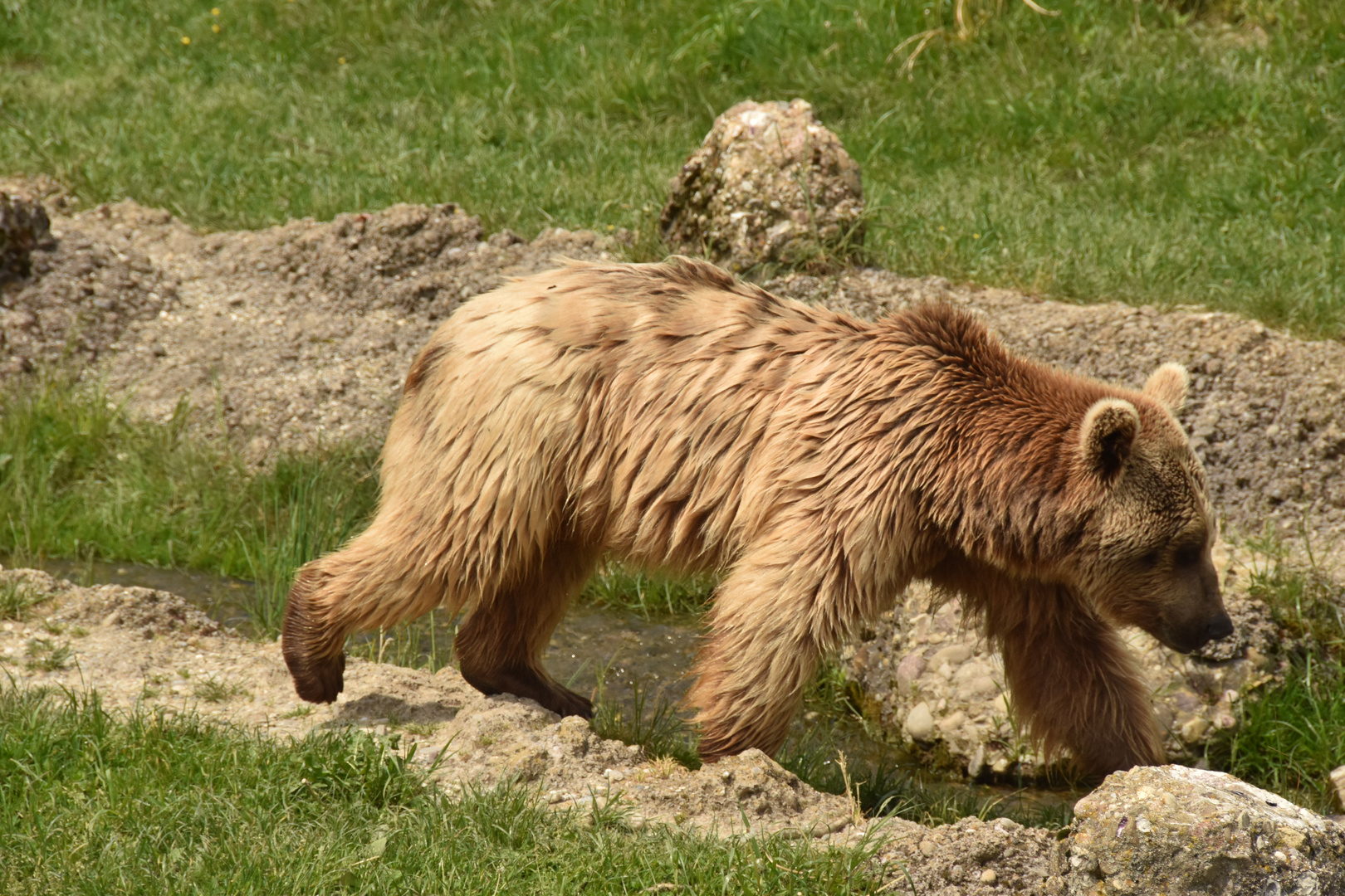 Sibirischer Braunbär Foto & Bild natur, zoo, tiere Bilder auf