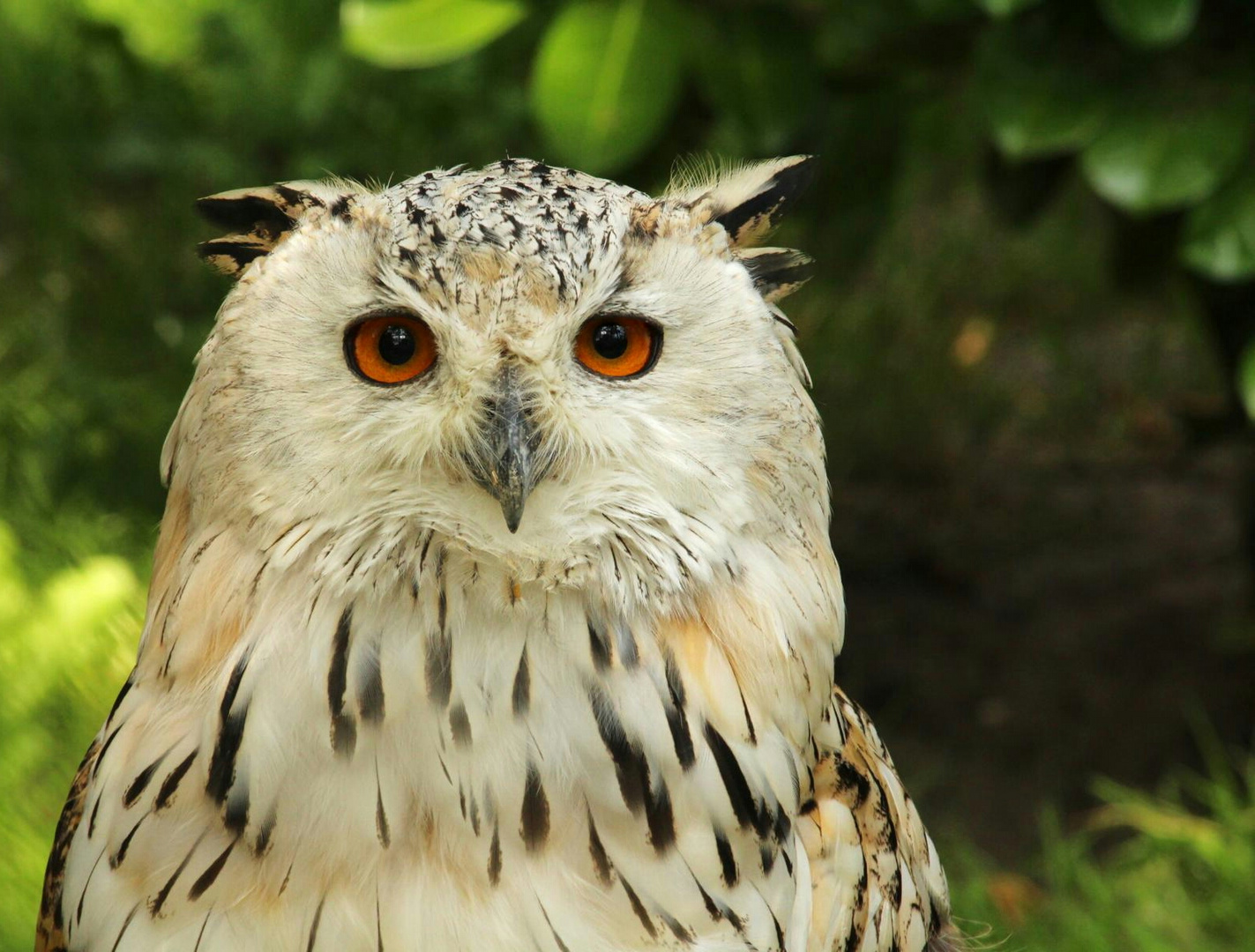 Sibirischer Bubo posiert für Portrait