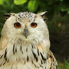 Sibirischer Bubo posiert für Portrait