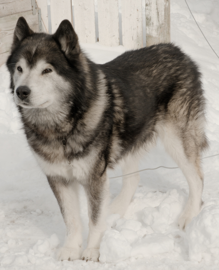 Sibirischer Husky