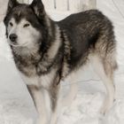 Sibirischer Husky