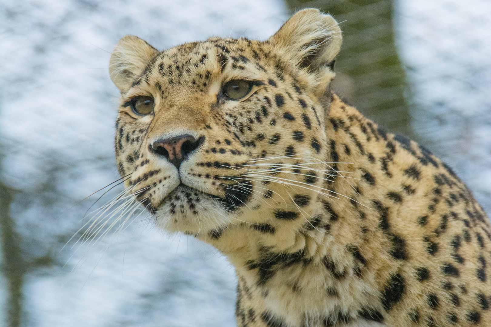 Sibirischer Leopard