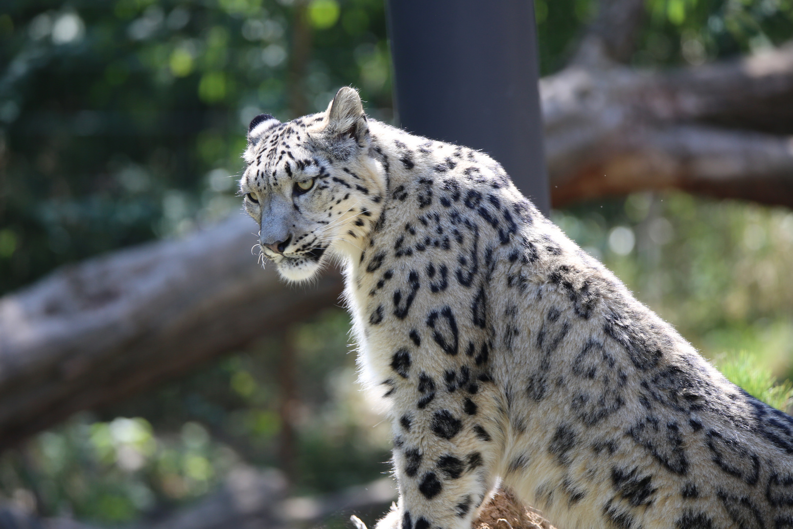 Sibirischer Schneeleopard im Zoo