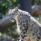 Sibirischer Schneeleopard im Zoo