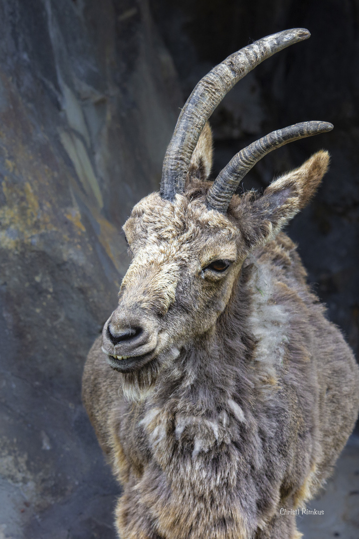 sibirischer Steinbock