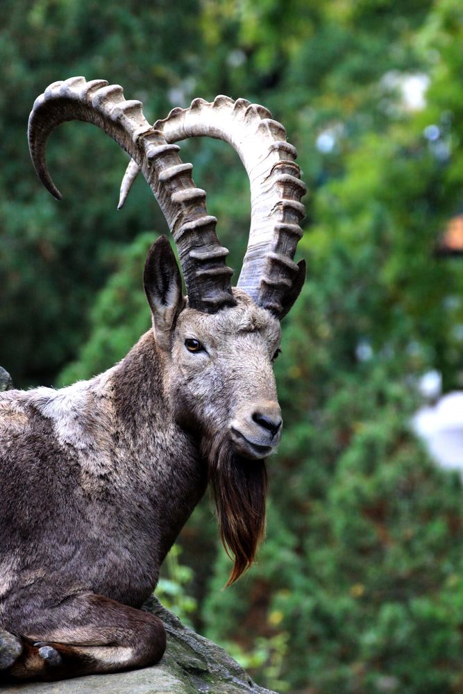 "Sibirischer Steinbock"