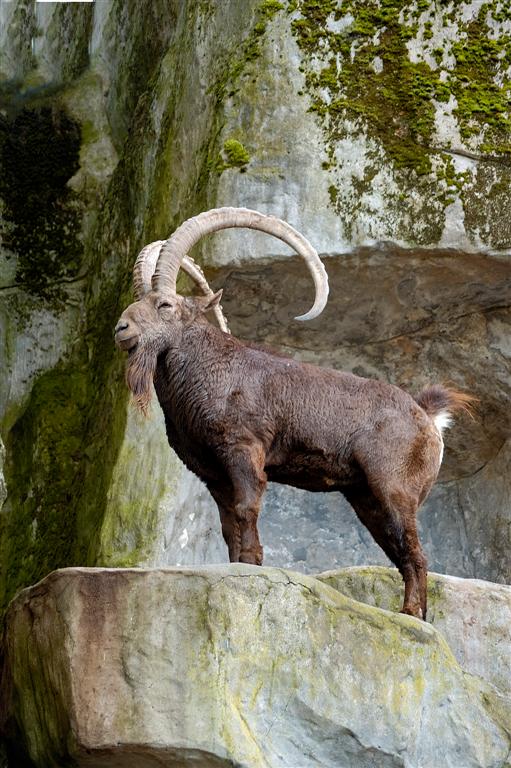 Sibirischer Steinbock