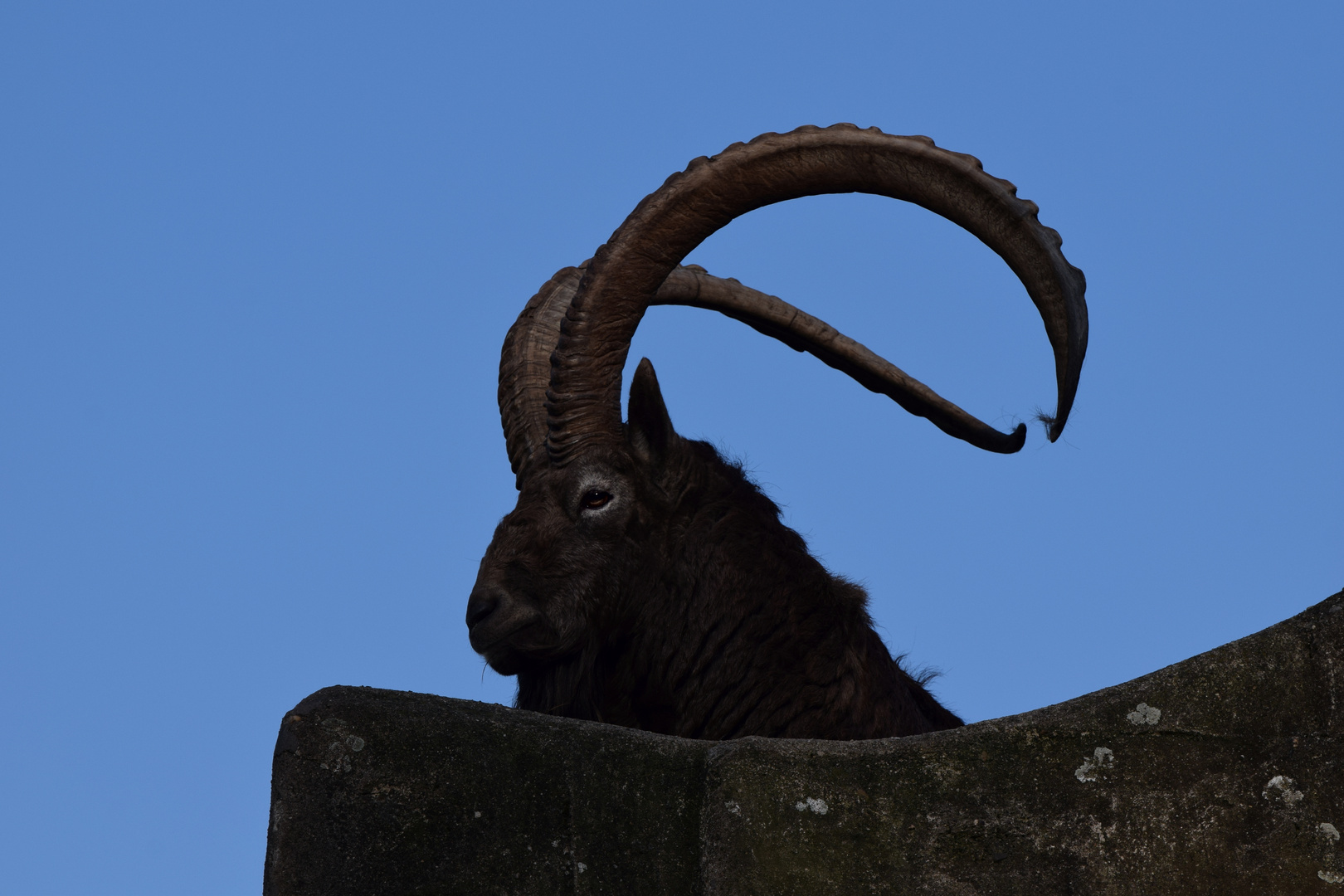 Sibirischer Steinbock