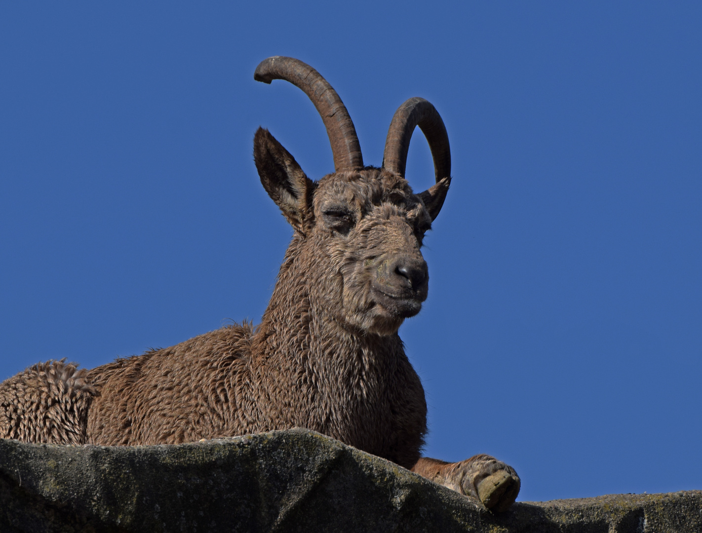 Sibirischer Steinbock