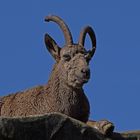 Sibirischer Steinbock