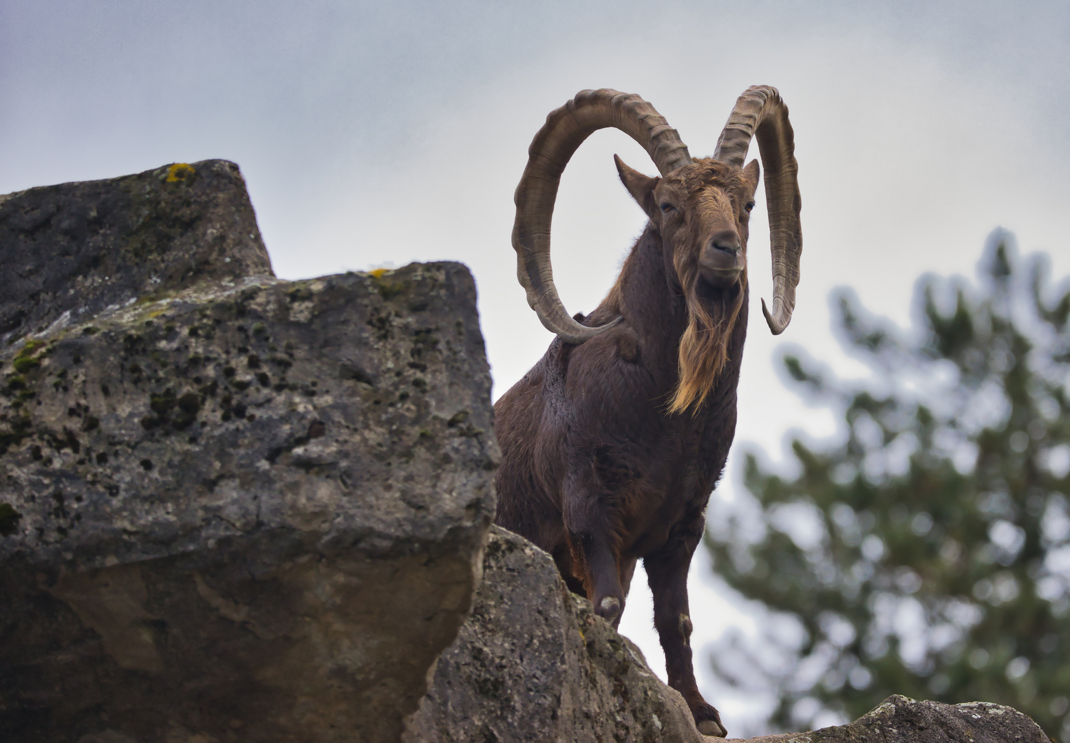 Sibirischer Steinbock_4326